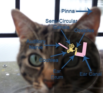 Cat Hearing: Manna's Ear Diagram